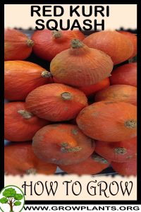 How to grow Red kuri squash