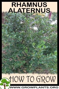 How to grow Rhamnus alaternus