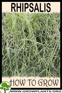 How to grow Rhipsalis