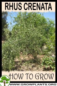 How to grow Rhus crenata