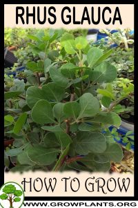 How to grow Rhus glauca