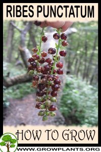 How to grow Ribes punctatum