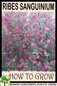 How to grow Ribes sanguinium
