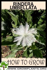 How to grow Rindera umbellata