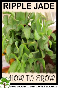 How to grow Ripple Jade