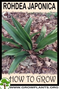 How to grow Rohdea japonica