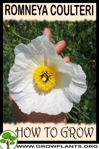 How to grow Romneya coulteri