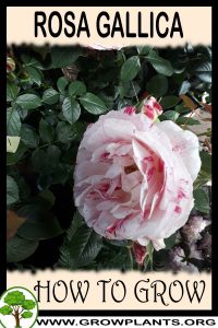 How to grow Rosa gallica