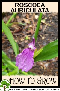 How to grow Roscoea auriculata