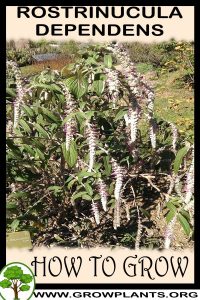 How to grow Rostrinucula dependens