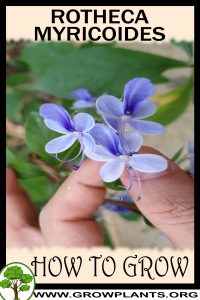 How to grow Rotheca myricoides