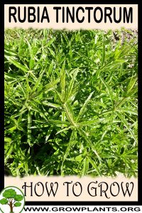 How to grow Rubia tinctorum