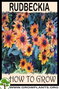 How to grow Rudbeckia