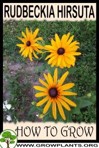 How to grow Rudbeckia hirsuta