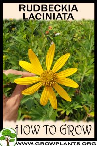 How to grow Rudbeckia laciniata