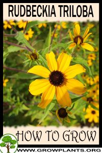 How to grow Rudbeckia triloba