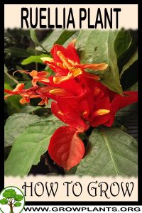 How to grow Ruellia