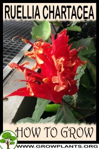 How to grow Ruellia chartacea