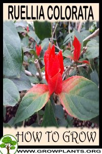 How to grow Ruellia colorata