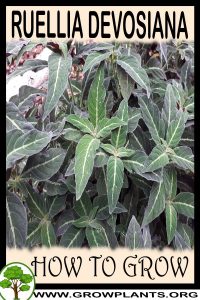 How to grow Ruellia devosiana