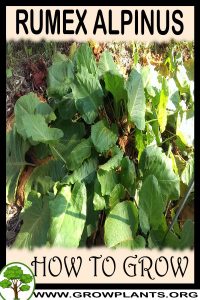 How to grow Rumex alpinus