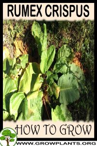 How to grow Rumex crispus