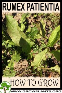 How to grow Rumex patientia