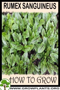 How to grow Rumex sanguineus