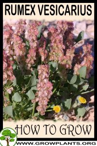 How to grow Rumex vesicarius