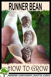 How to grow Runner bean