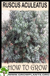 How to grow Ruscus aculeatus