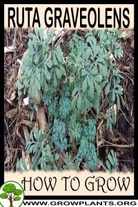How to grow Ruta graveolens