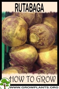 How to grow Rutabaga