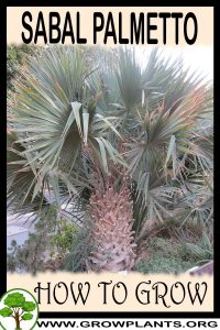 How to grow Sabal palmetto