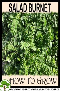 How to grow Salad burnet