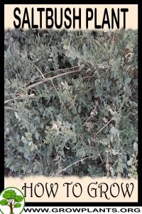 How to grow Saltbush