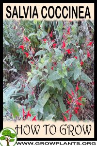 How to grow Salvia coccinea