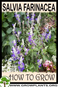 How to grow Salvia farinacea
