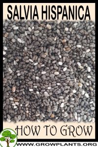 How to grow Salvia hispanica