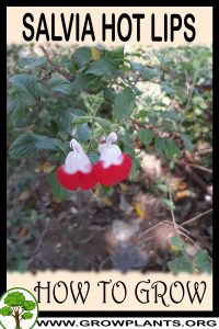 How to grow Salvia hot lips