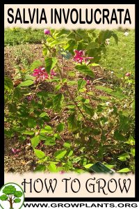 How to grow Salvia involucrata