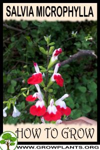 How to grow Salvia microphylla