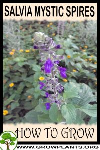 How to grow Salvia mystic spires