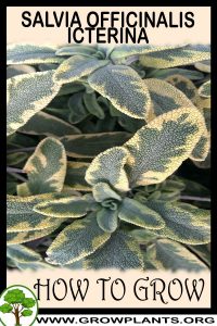 How to grow Salvia officinalis icterina