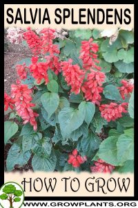 How to grow Salvia splendens