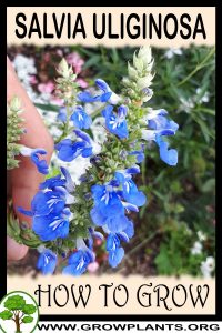 How to grow Salvia uliginosa
