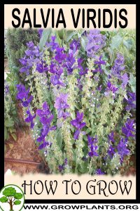How to grow Salvia viridis