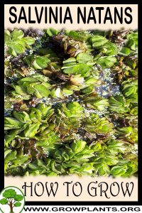 How to grow Salvinia natans