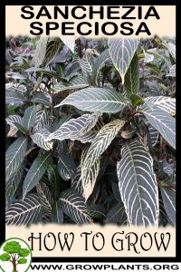 How to grow Sanchezia speciosa