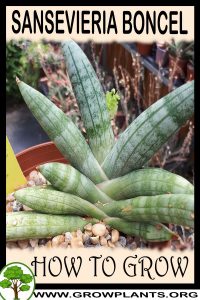 How to grow Sansevieria Boncel